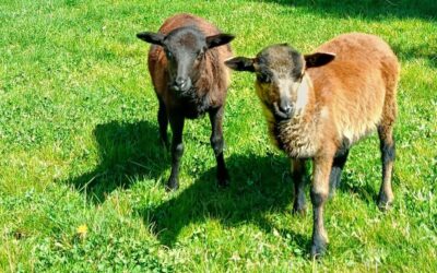 La ternura que transforma el día a día en Soto Fresnos