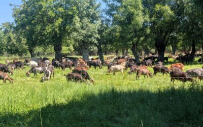 Un paseo entre naturaleza, calma y buenos recuerdos en Residencia Soto Fresnos
