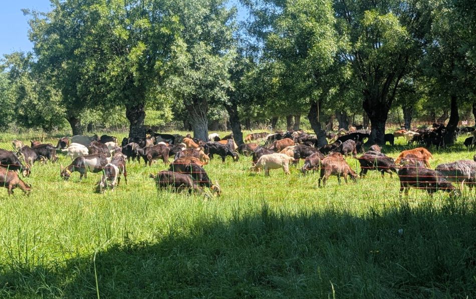 Un paseo entre naturaleza, calma y buenos recuerdos en Residencia Soto Fresnos