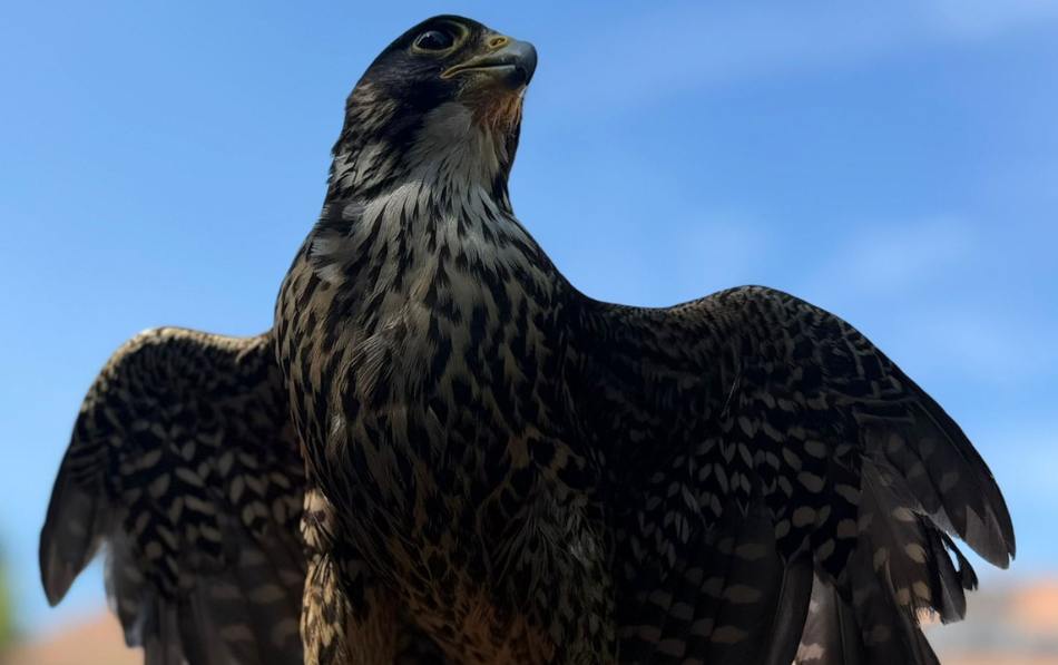 Una mañana muy especial descubriendo el mundo de las aves rapaces en la Residencia Soto Fresnos